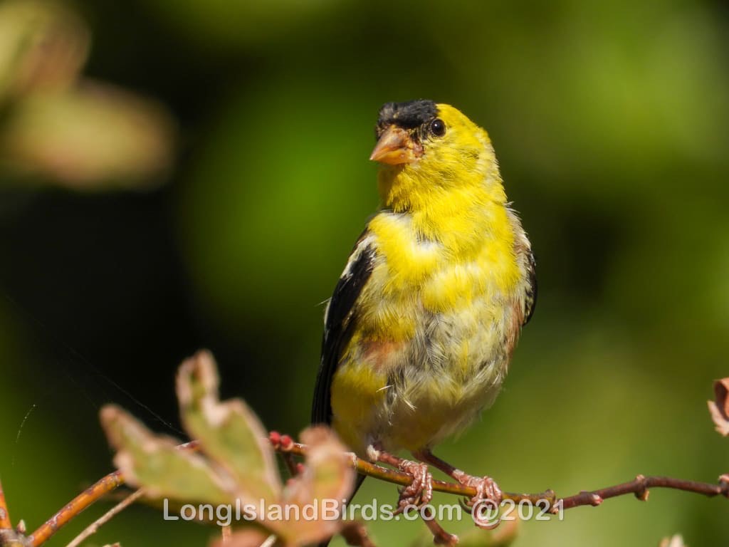 Backyard Birds