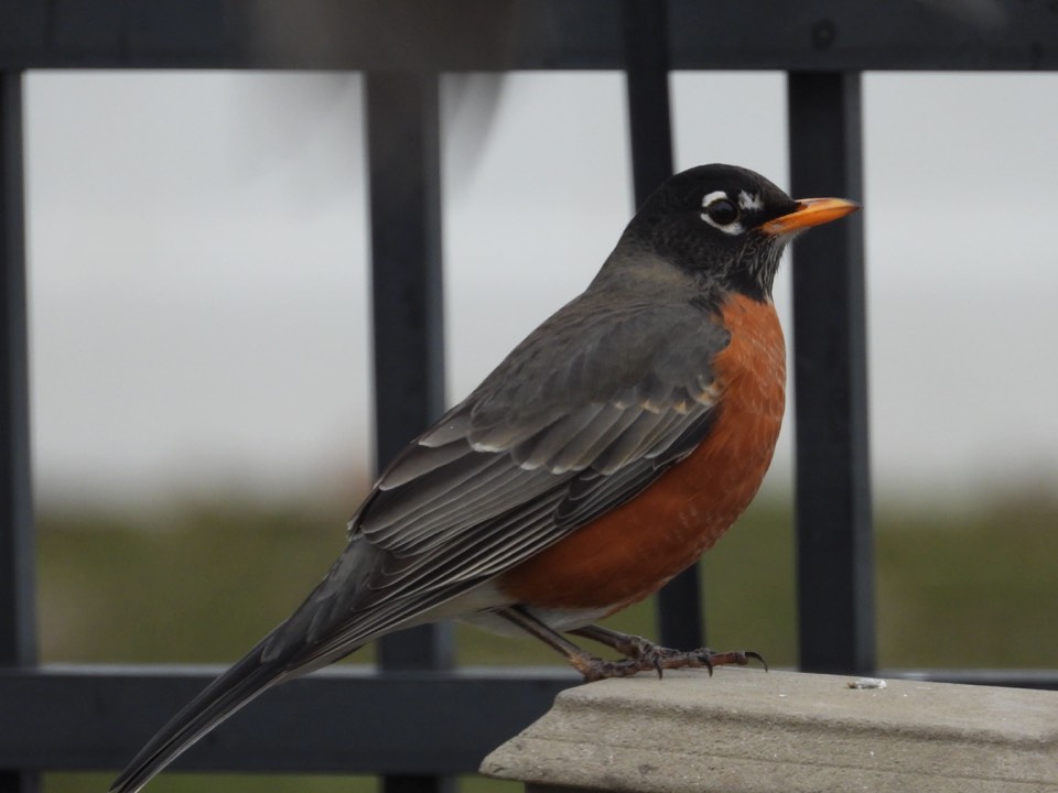 Ethical Birding & Photography