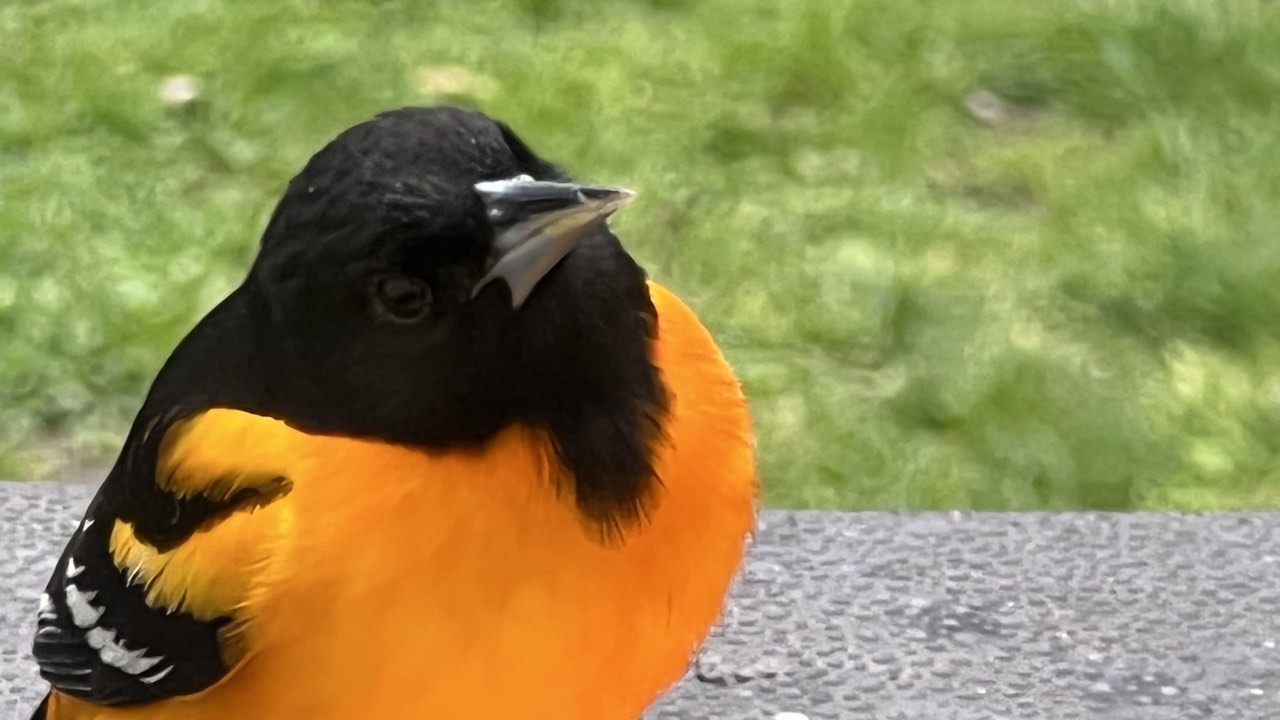 Spring Birding on Long Island