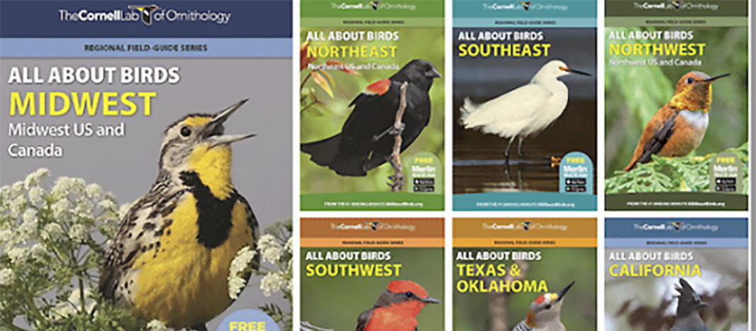 Getting Started with Long Island Birding