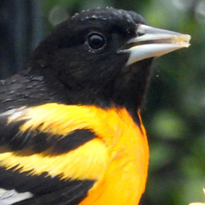 Summer Birding on Long Island