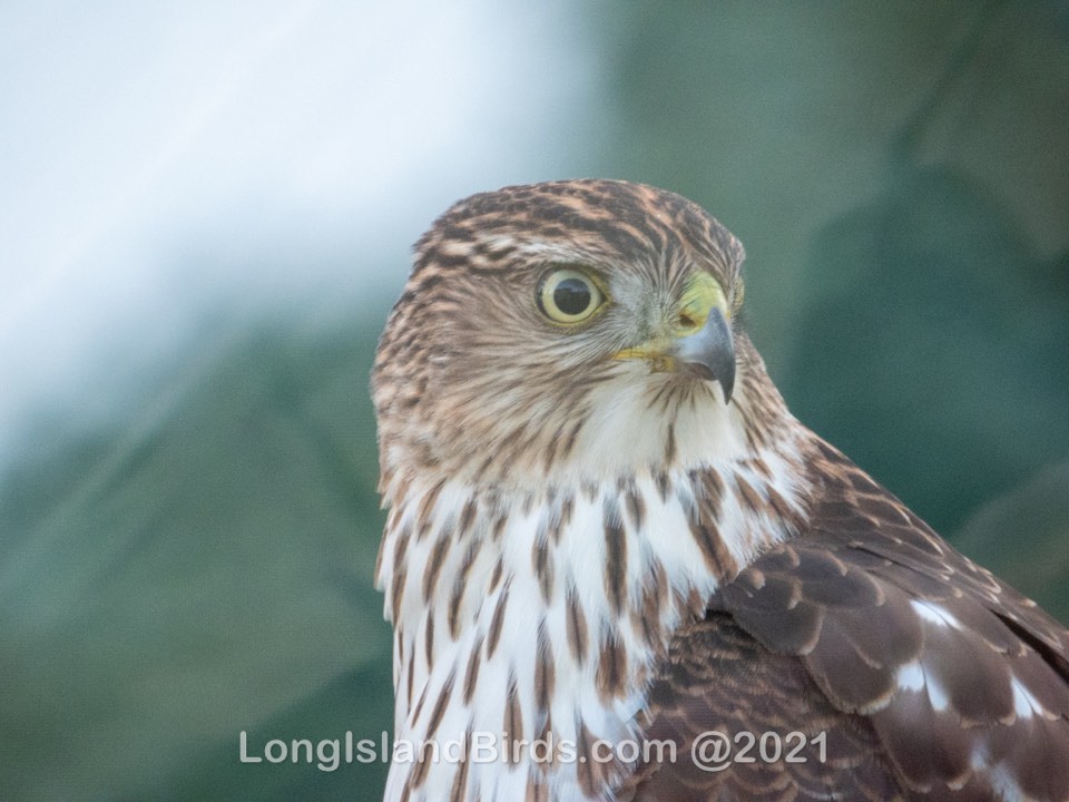 Fall Birding on Long Island