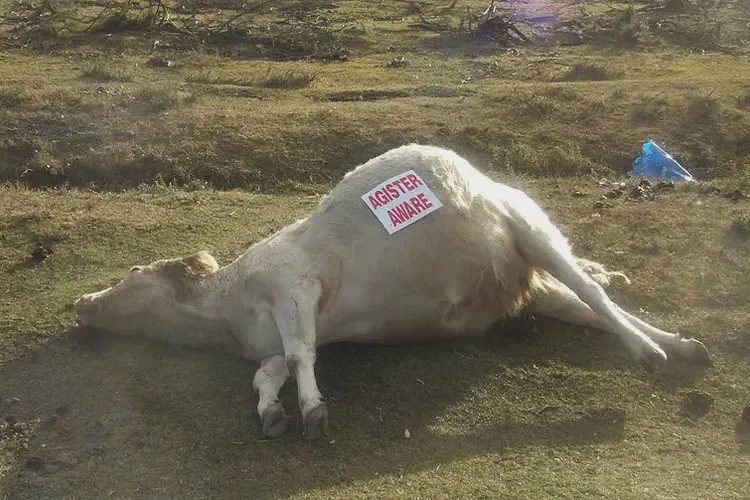 The Irish House of Commons condemns tithe of agistment on pasturage for dry and barren cattle